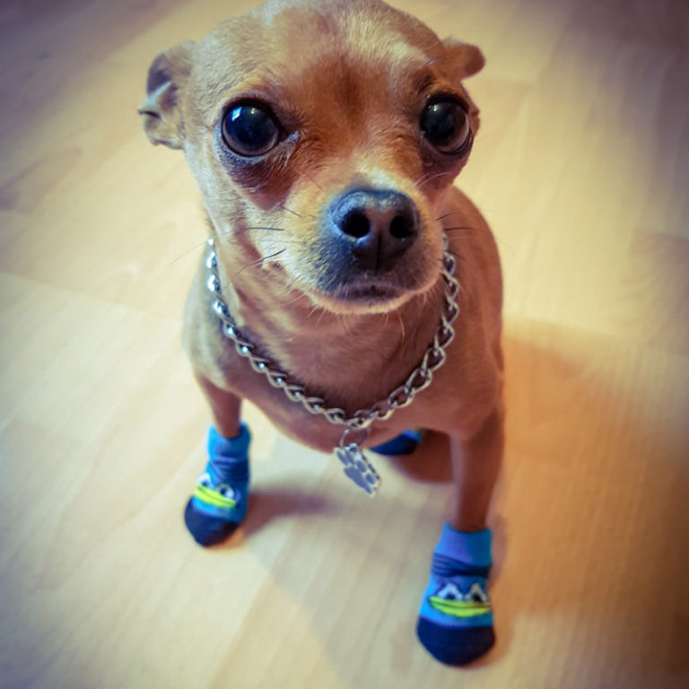 4 Stücke Hunde Schuhe Socken für kleine Hunde