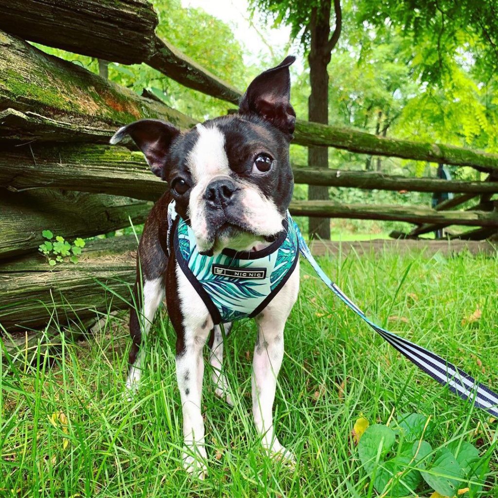 Hunde Geschirr Einstellbar Kleine Hunde
